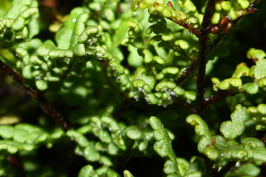 Oeosporangium acrosticum (=Cheilanthes acrostica) / Felcetta odorosa